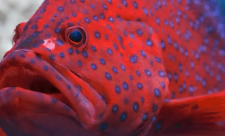 Leopard coral grouper on a reef