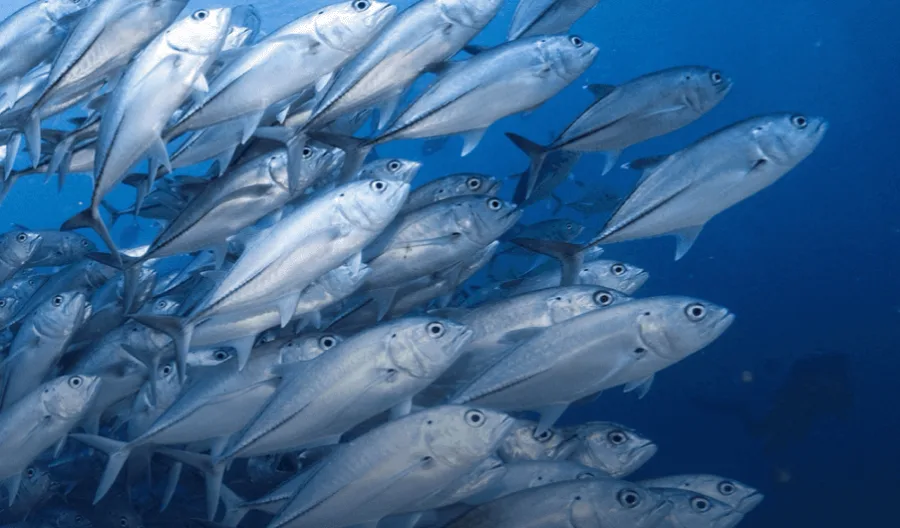 School of jacks at Eagle Rock, Mexico