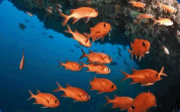 Soldierfish school from a trip collection